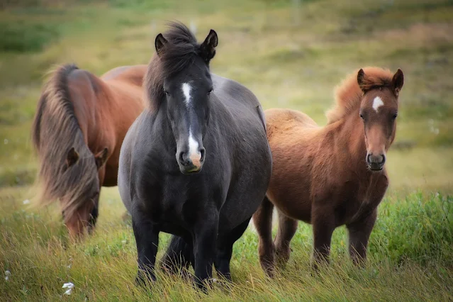 Wer sind meine Eltern? - Bilderrätsel Tiere