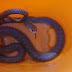 Encontraron una serpiente en La Merced y piden que se mantengan lotes limpios