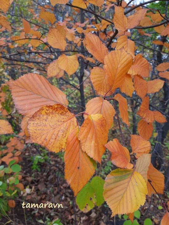 https://all-begonias-tamaravn.blogspot.com/2021/10/melkoplodnik-olholistny-ryabina-olholistnaya-alniariya-olholistnaya---Micromeles-alnifolia--Sorbus-alnifolia--Alniaria-alnifolia.html