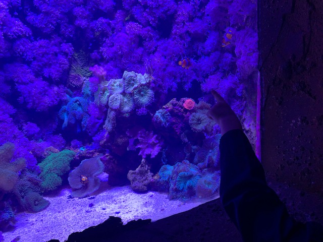 Boy pointing at clownfish, aquarium tank