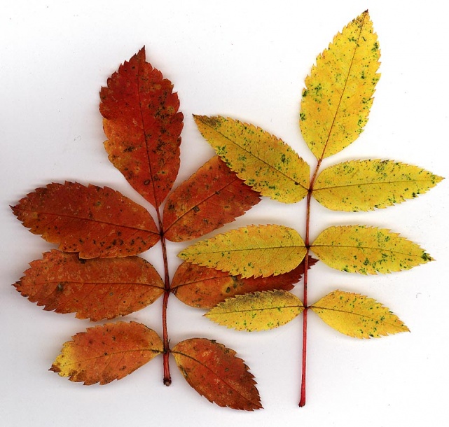 Рябина бузинолистная (Sorbus sambucifolia)