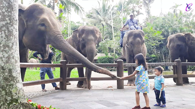 Mason Elephant Park and Lodge Gianyar Bali | Elephant Ride Experience