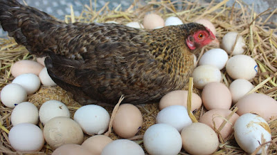 5 Tips to boost Egg production in laying Hen