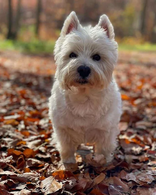 West Highland White Terrier Small dogs that dont shed