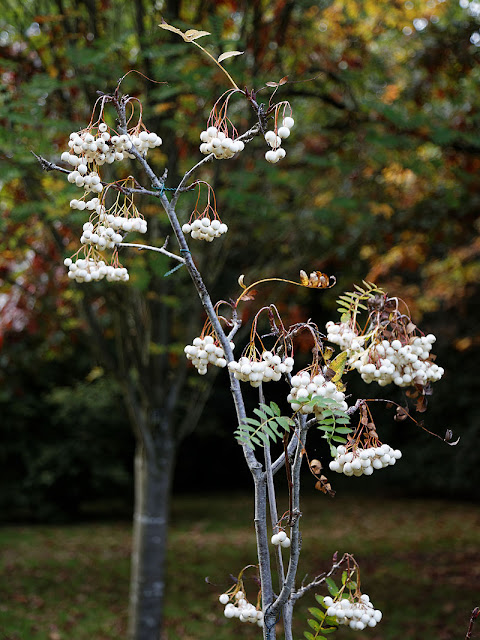 Рябина кашмирская (Sorbus cashmiriana)