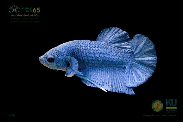 ประกวดปลากัดสีฟ้าประมง (Blue fisheries) รวมทุกประเภท ครีบและหาง