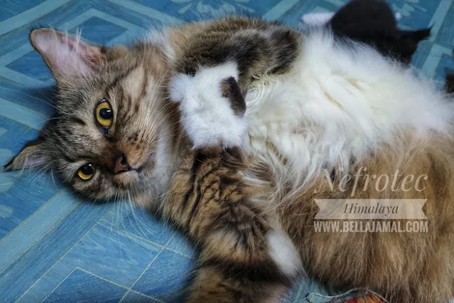 Nefrotec Himalaya Untuk Kucing Susah Kencing Atau Batu Karang (FLUTD)