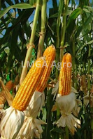 harga benih, jual benih, jagung, benih jagung nk perkasa, syngenta seed, manfaat jagung, toko pertanian, toko online, lmga agro