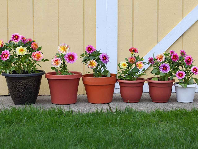 flowering plants