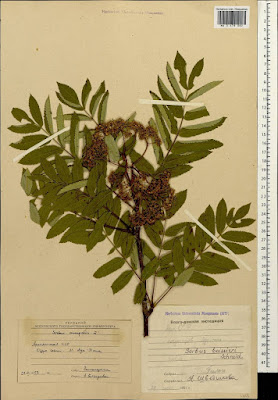 Рябина Буасье (Sorbus boissieri)