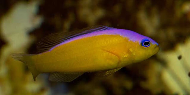 Ikan Laut Cantik Dottyback