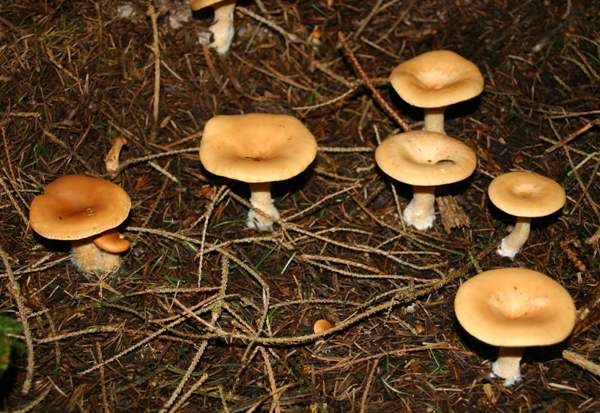 Mushroom subsidy in Bangalore | Mushroom farming | Biobritte mushroom center