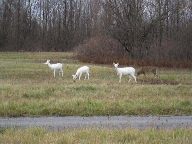 Seneca White Deer is part of the rarest animals in the world.