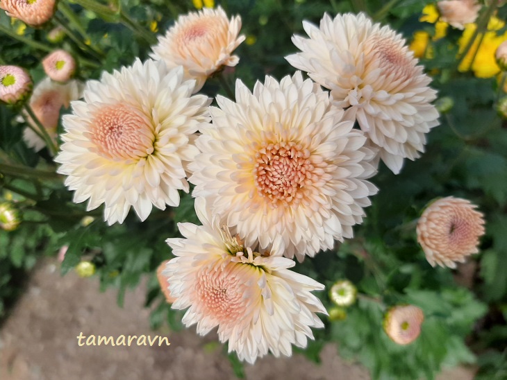 Хризантема (Chrysanthemum)