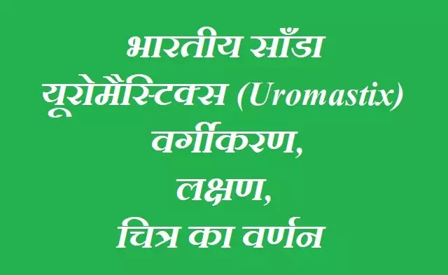 भारतीय साँडा-यूरोमैस्टिक्स (Uromastix) : वर्गीकरण, लक्षण, चित्र का वर्णन|hindi