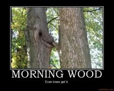 25 Most Funny Morning Wood Memes of All Time