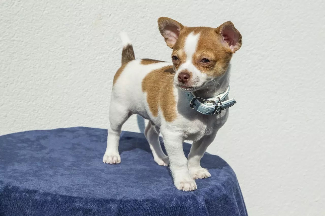 Chihuahua Puppy Training