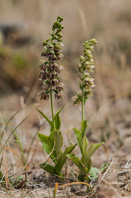 Epipactis helleborine - Broad Leafed Helleborine care