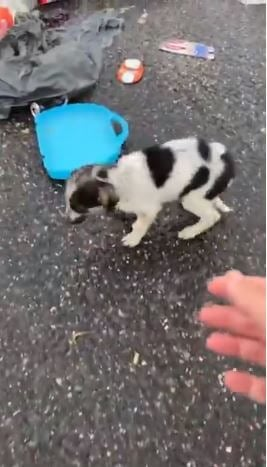 Starving Puppy Seeking Food In Trash Under Rainstorm Gets Help From This Kind Woman