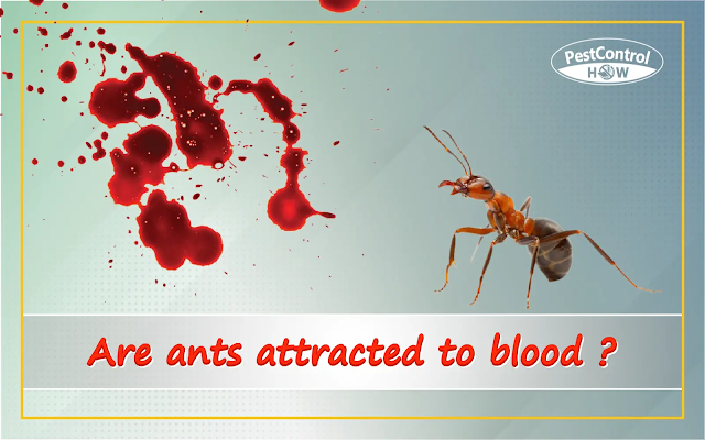 are-ants-attracted-to-blood