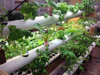 Basic Types of Hydroponic Systems