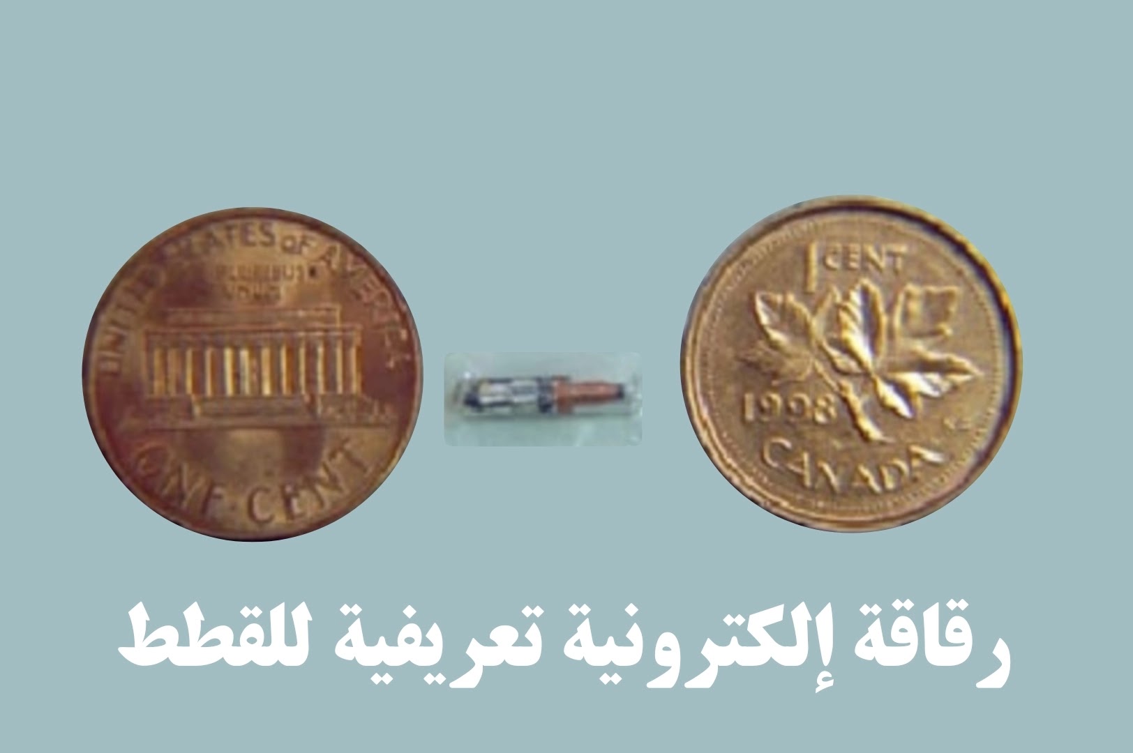 توصيات مهمة لمالكي القطط الجديدة