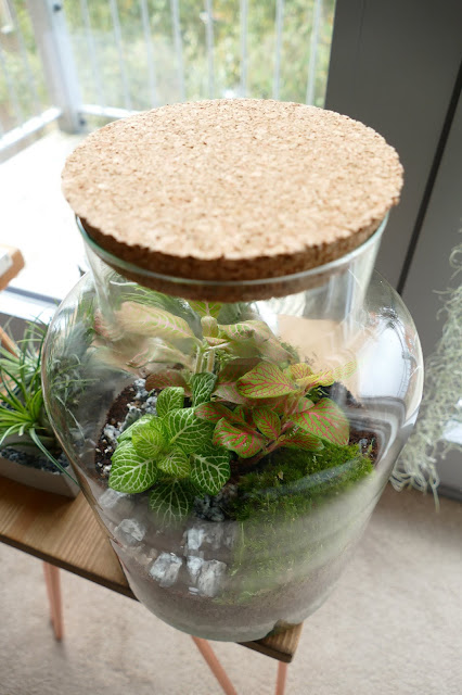 how to make a terrarium uk,terrarium kit gift uk,etsy terrarium review,building your own terrarium,how to build a closed terrarium,terrarium kits etsy,