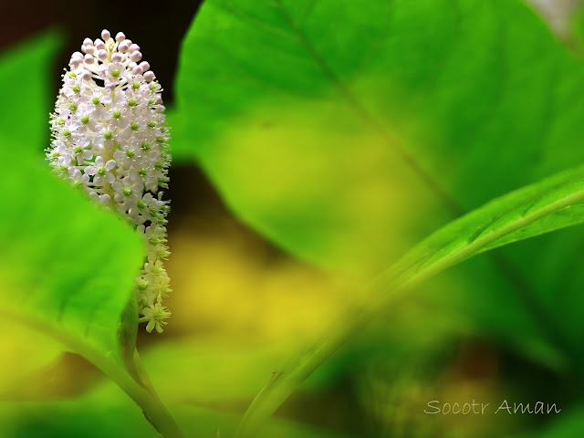 Phytolacca japonica