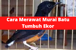 Cara Merawat Murai Batu Tumbuh Ekor