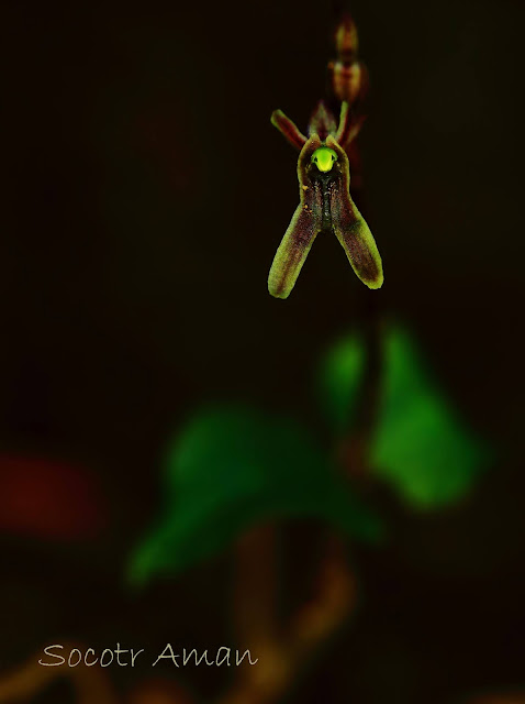 Neottia japonica