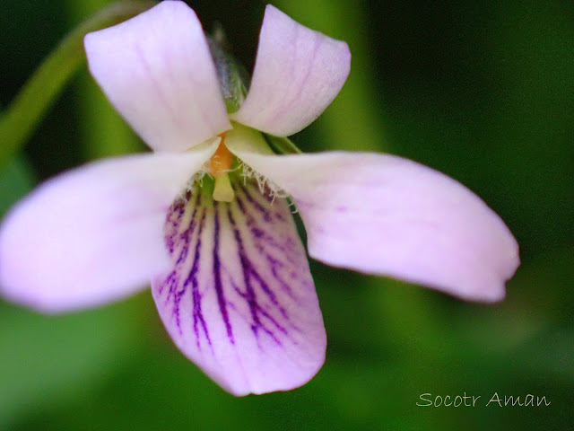 Viola verecunda