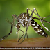 Mosquito da dengue precisa ser combatido durante todo o ano, diz especialista.