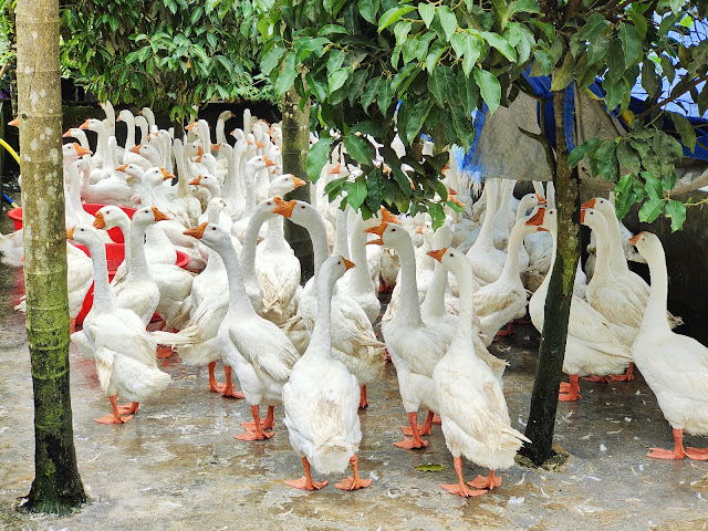 White_Cut_Goose_Wenchang_Hainan_海南鸿盛鵝馆●白切鹅