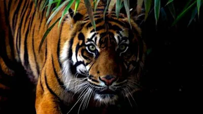 Warga Ditemukan Tewas di Kebun Sawit, Diduga Diterkam Harimau saat Cari Pakan Ternak
