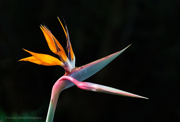 From Darkness into Light... Copyright Vernon Chalmers Strelitzia Flower - Kirstenbosch Garden, Cape Town