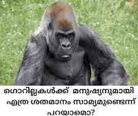 Does Gorilla Have Similarities With Man - ഗൊറില്ല