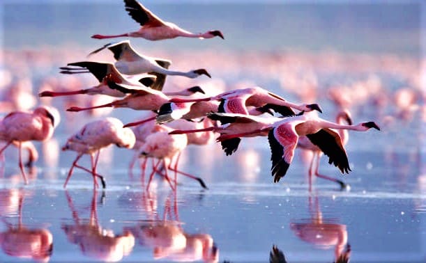 Why Flamingos Are Pink