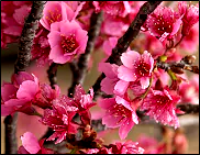 Cherry flowers at branch