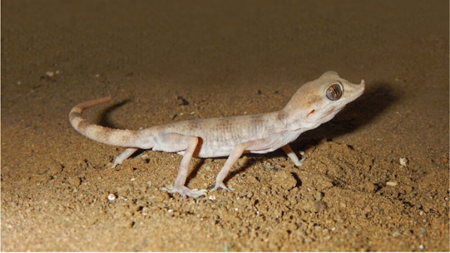 Voici Comment les Geckos Araignées Survivent dans le Paysage le Plus Chaud de la Terre