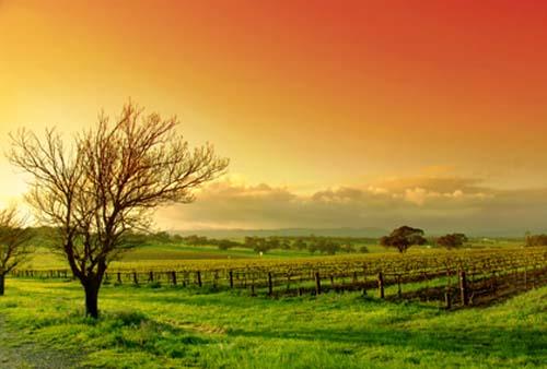 Vinos de Australia