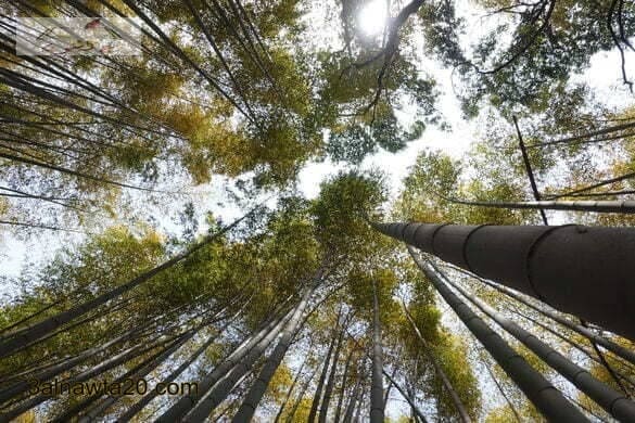 غابة ساغانو بامبو|Sagano Bamboo Forest – Kyoto, Japan