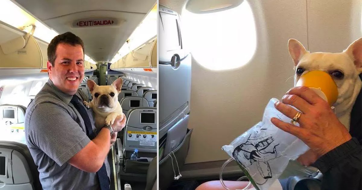 Flight Attendants Save Dog's Life By Violating Protocol In The Middle Of Flight