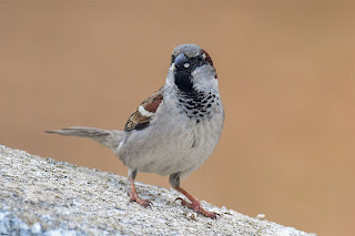 gorrion-comun-passer-domesticus-