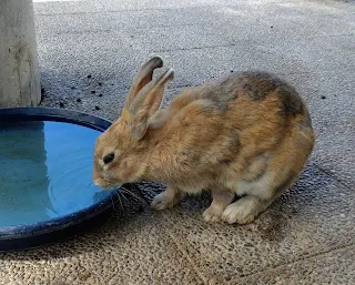 水を飲むうさぎの写真