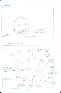 Practical Notebook Biology Standard XII