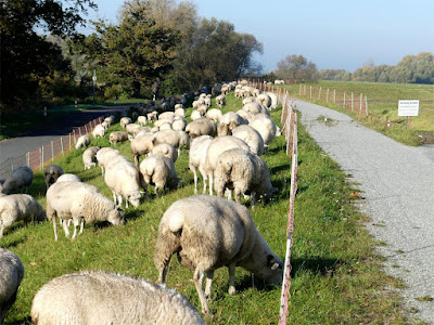 Schafe als Landschaftspfleger in Lütkenwisch