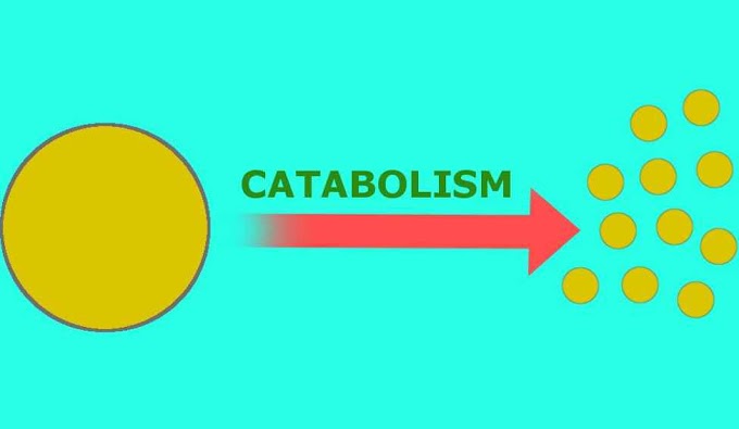 Catabolism: how do you prevent muscle breakdown?