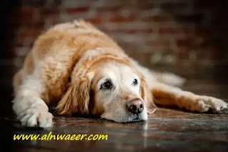  8 نصائح مفيدة حول كيفية رعاية كلب كبير السن