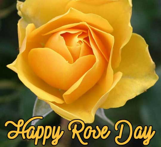 Happy Rose Day Whatsapp Dp images || Rose Day Status images