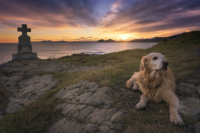 Golden retriever en los acantilados de Castro Urdiales con una cruz de piedra al fondo